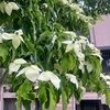 andreaplants